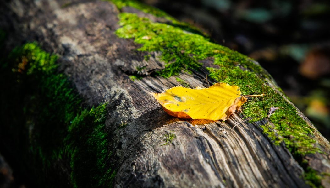 Golden,Leaf,Rests,On,A,Mossy,Decaying,Log,In,Forest