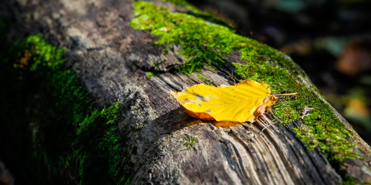 Golden,Leaf,Rests,On,A,Mossy,Decaying,Log,In,Forest