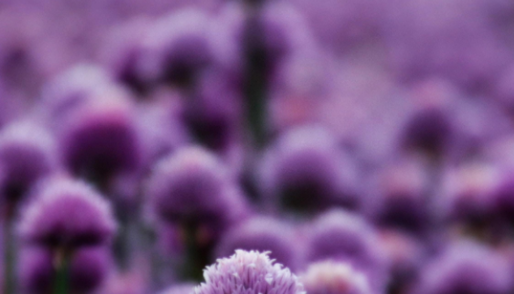 purple-wild-flowers